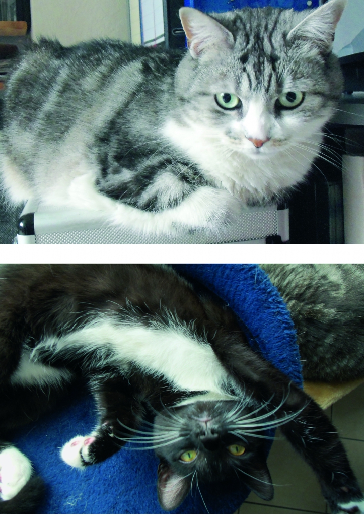Luna und Flöhchen flhchen-luna.jpg