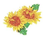 sonnenblume.jpg sonnenblume.jpg